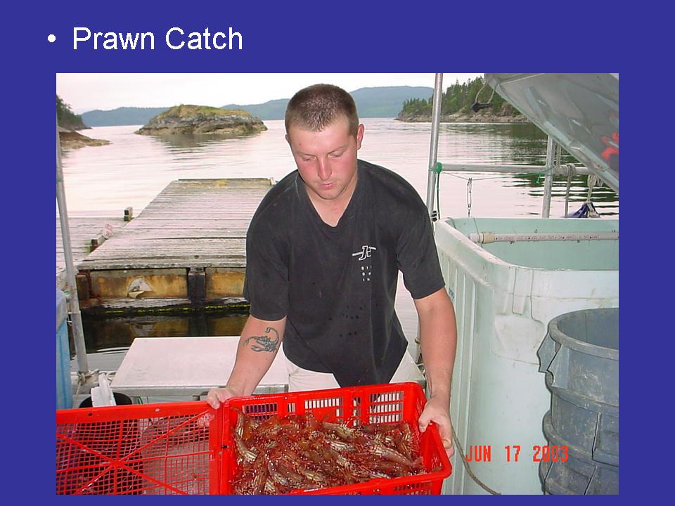 Prawn Catch