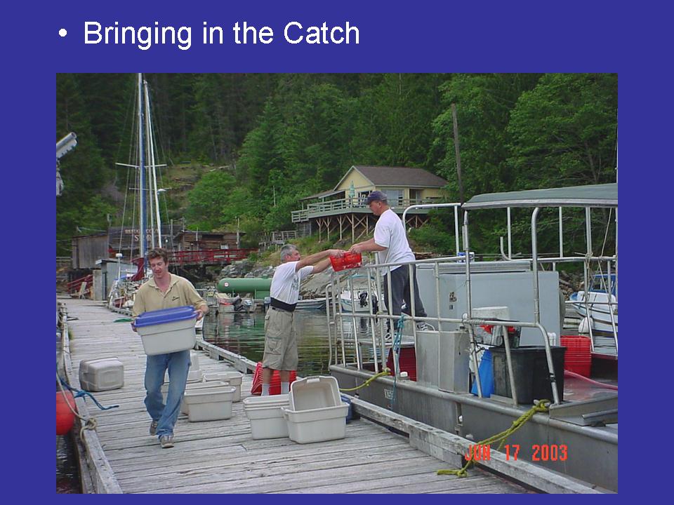 Bringing in the Catch