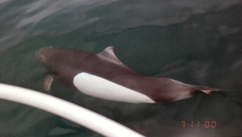 A Porpoise in Haro Starit